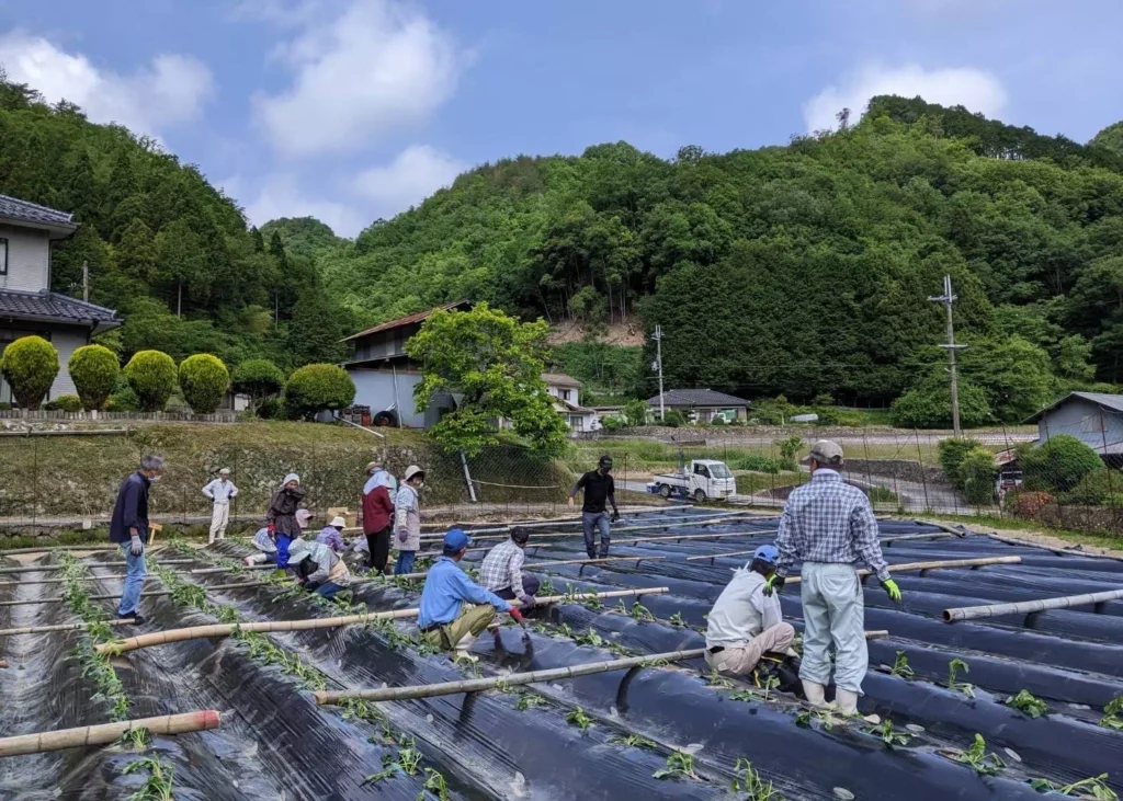 ふれあい農園収穫祭さつま芋作業｜佐用町 石井